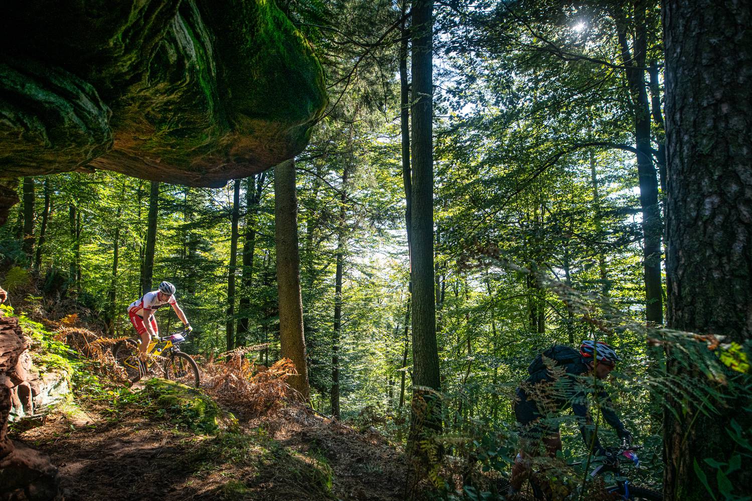 Mountainbiken im Wald im Dahner Felsenland