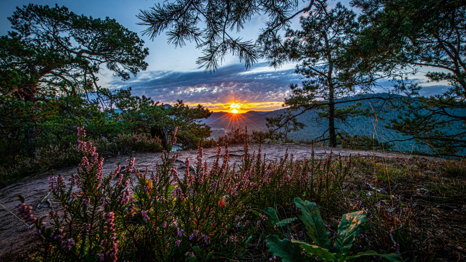 Dahner Felsenland Sonnenaufgang